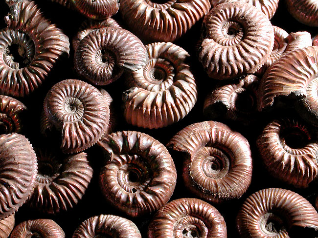 Ammonite fossils